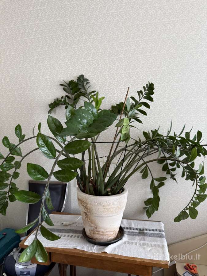 Pinigų medis / Zamniokulkas