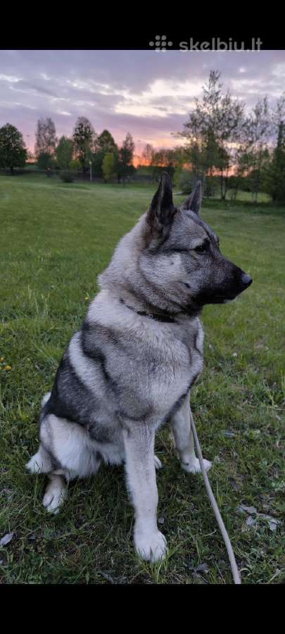 Pirmoji Norvegų Elkhundų vada Lietuvoje