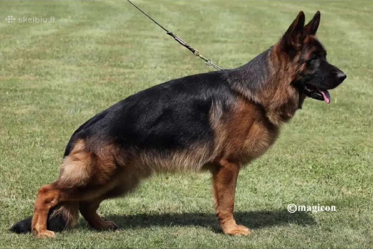 Parduodama kilminga vokiečių aviganė kalytė - nuotraukos Nr. 3
