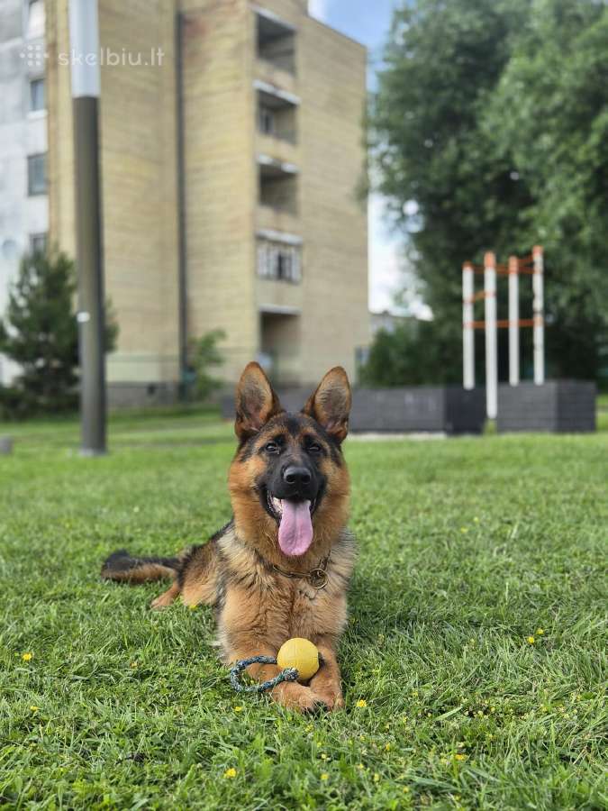 Parduodama kilminga vokiečių aviganė kalytė - nuotraukos Nr. 2