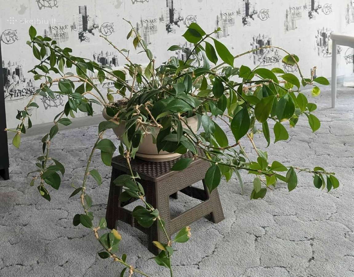 Parduodu kambarinę gėlę Kolumnėją (Columnea) - nuotraukos Nr. 2