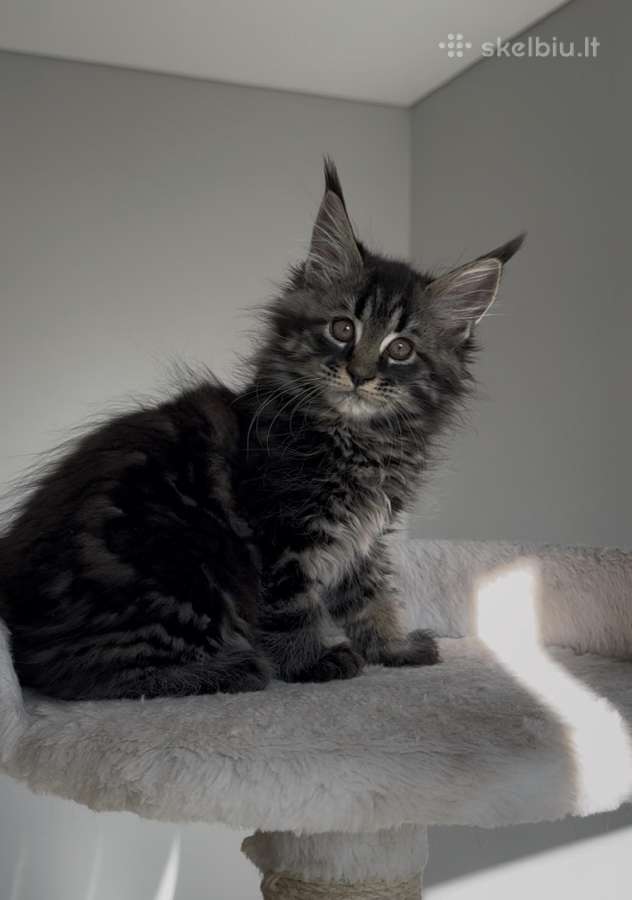 Rezervacija Juoda marmuro mergaite