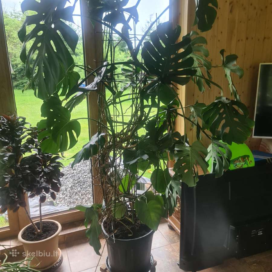 Monstera