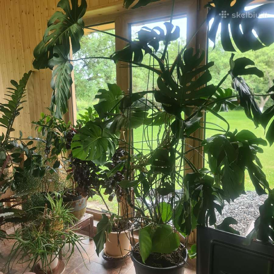 Monstera - nuotraukos Nr. 2