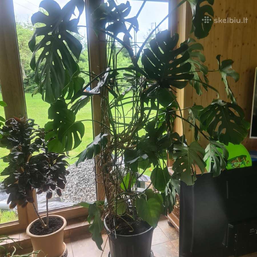 Monstera - nuotraukos Nr. 3