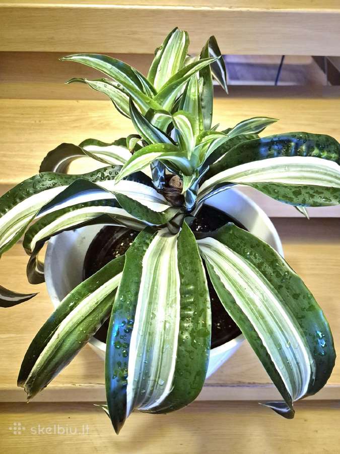 Kambarine gele "dracena". - nuotraukos Nr. 2