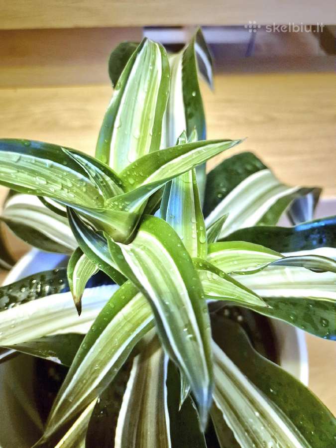 Kambarine gele "dracena". - nuotraukos Nr. 3