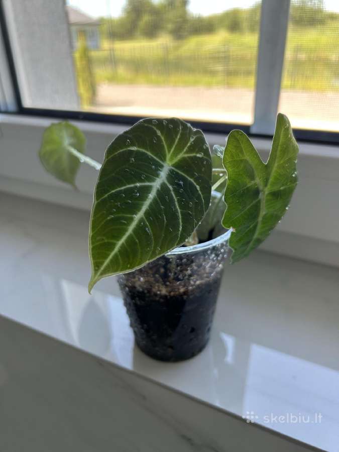 Alocasia 4in1