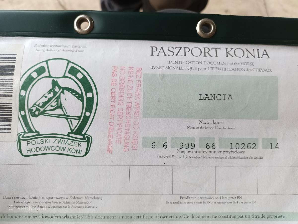 Kumelė su kumeliuku - nuotraukos Nr. 7