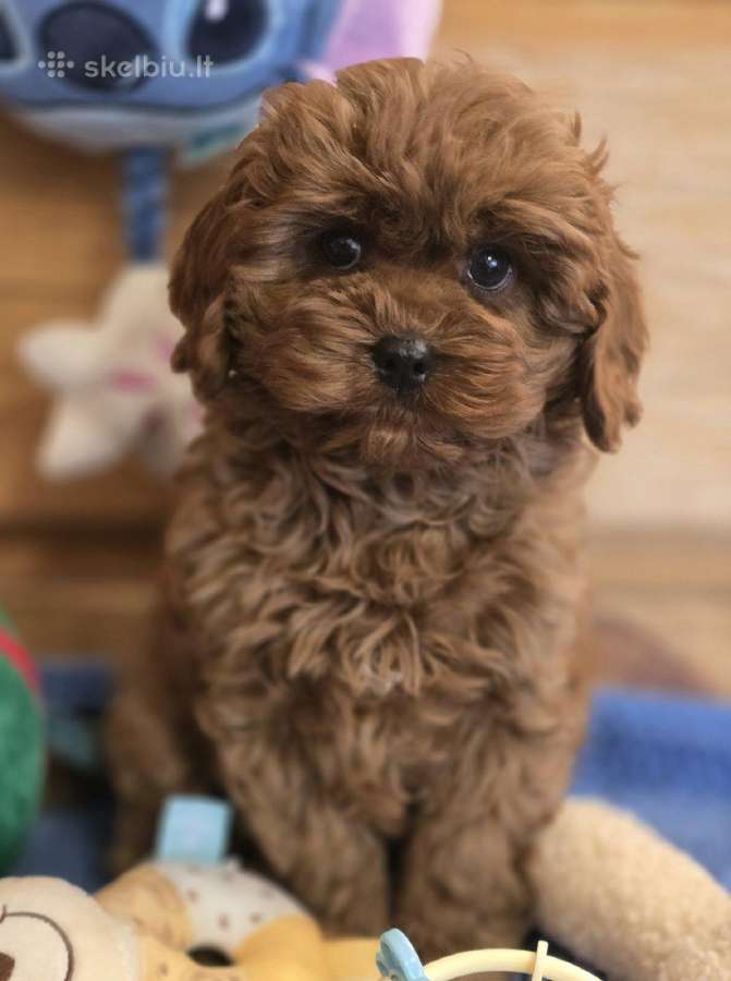 Cavapoo F1 - nuotraukos Nr. 5