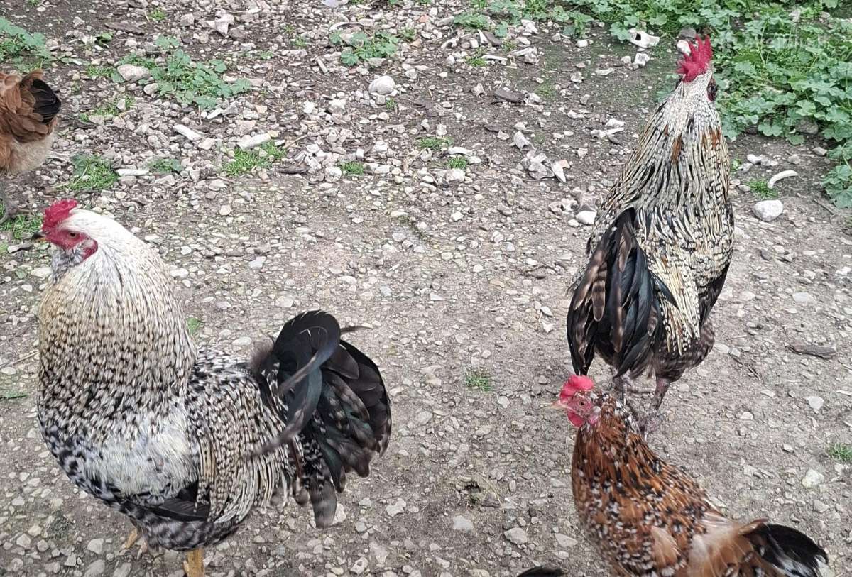 Parduodu Metų Laiko Gaidžius.2vnt .Vnt 6e