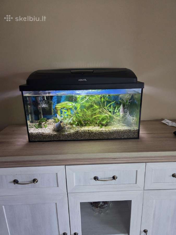 Akvariumas