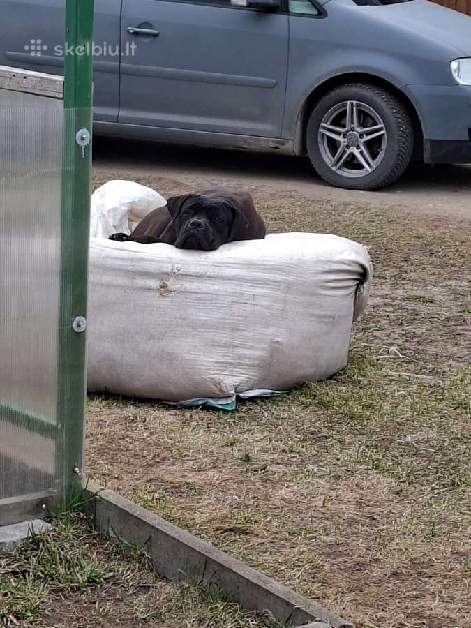 Parduodamas protingas šuo
