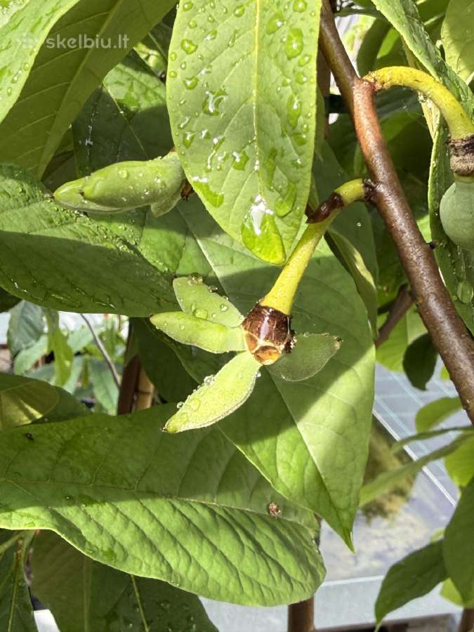 Asimina triloba
