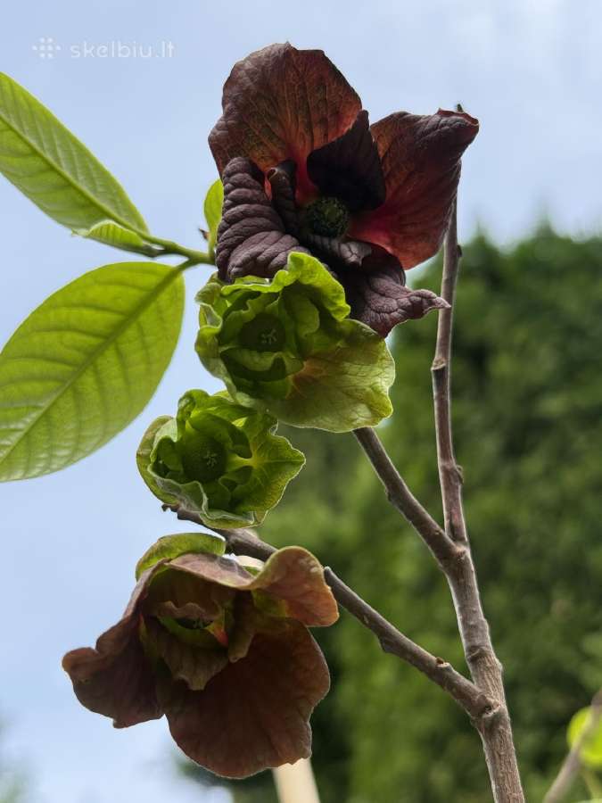 Asimina triloba - nuotraukos Nr. 2