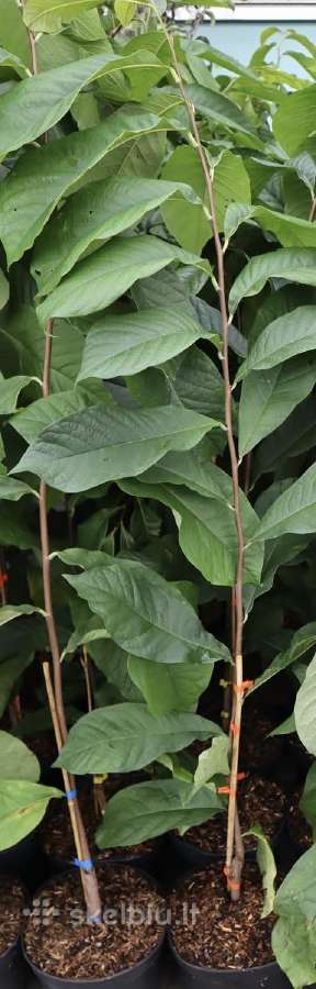 Asimina triloba - nuotraukos Nr. 3