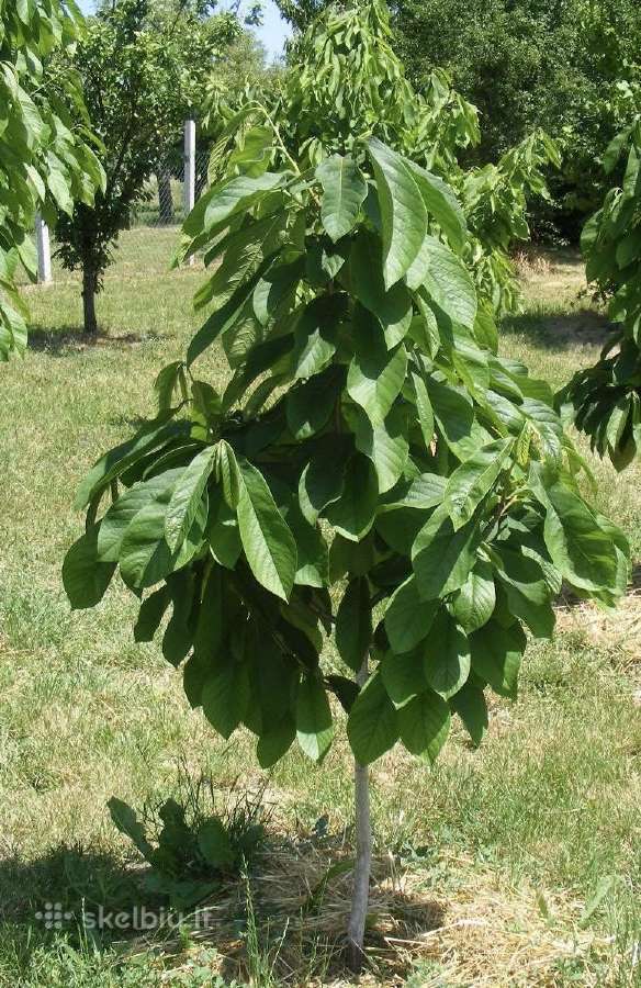 Asimina triloba - nuotraukos Nr. 4