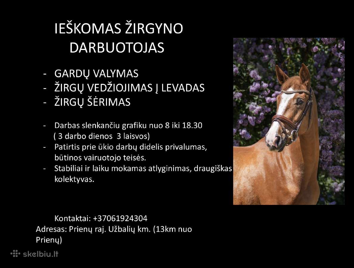 Ieškomas žirgyno darbuotojas