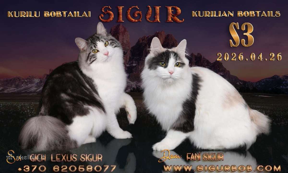 Kurilų bobteilų veislynas Sigur - kačiukai šeimai - nuotraukos Nr. 8