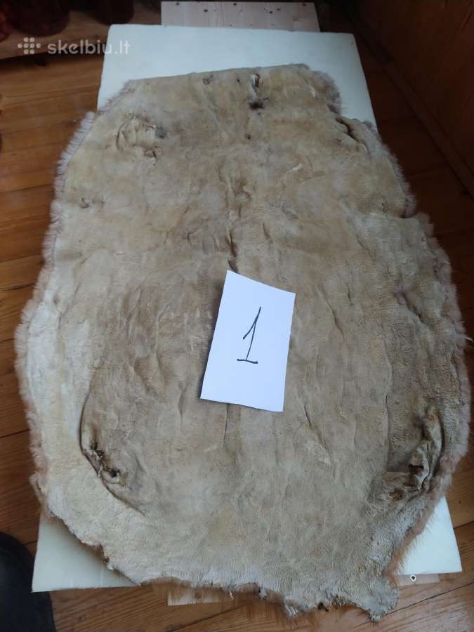 Išdirbti bebro kailiai - nuotraukos Nr. 4