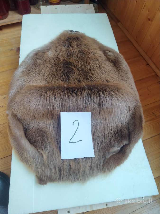 Išdirbti bebro kailiai - nuotraukos Nr. 6