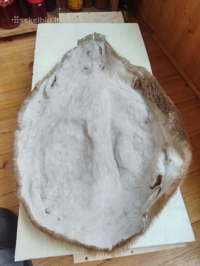 Išdirbti bebro kailiai - nuotraukos Nr. 7