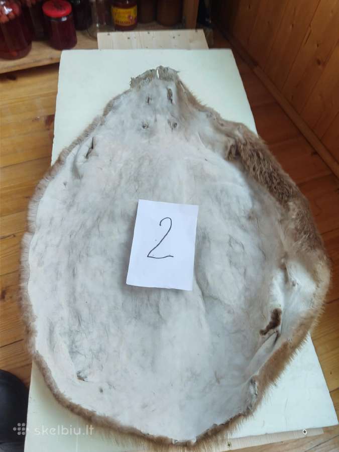 Išdirbti bebro kailiai - nuotraukos Nr. 8