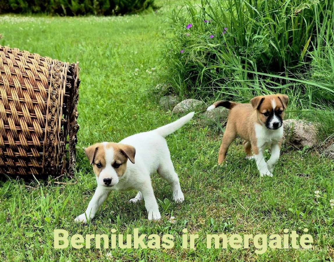 Dovanojami šuniukai