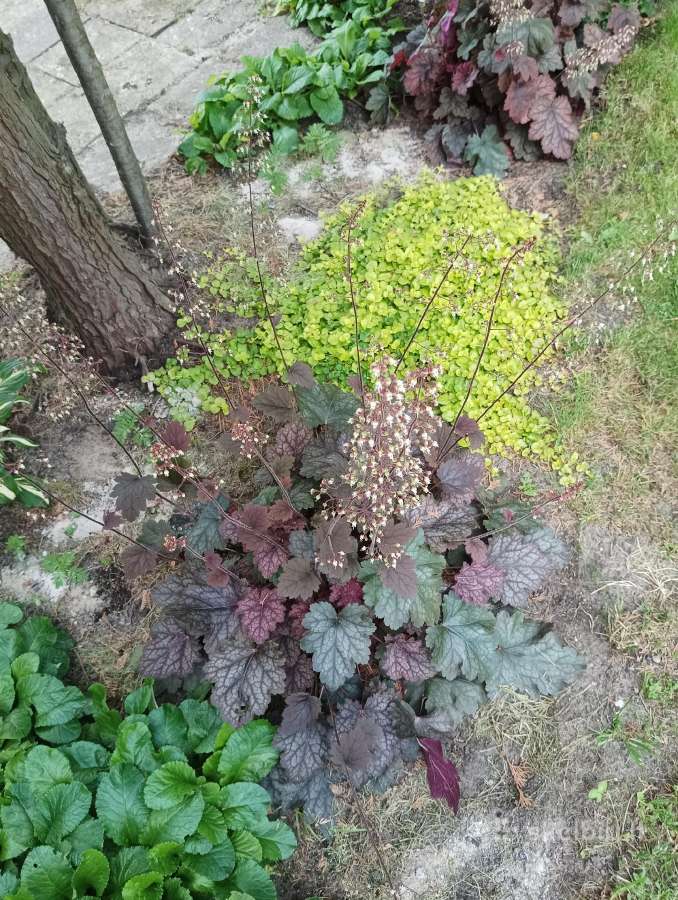 Parduodu Alūnės daigus(bordo)
