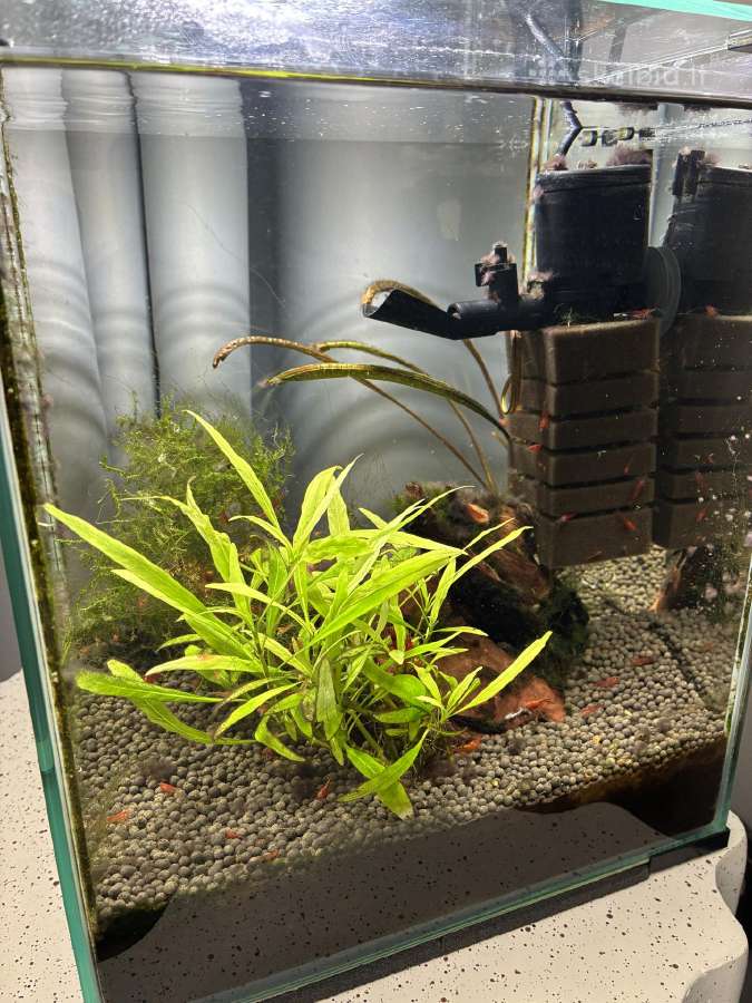 Aquael akvariumas Shrimp 30l su visais gyventojais