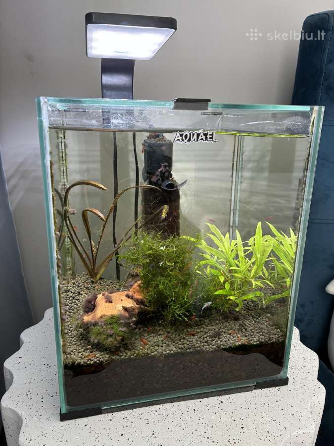 Aquael akvariumas Shrimp 30l su visais gyventojais