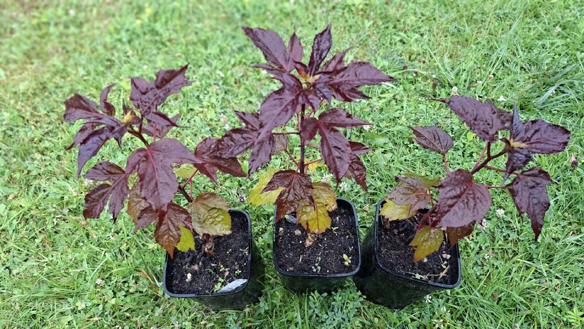 Kinrožės-kambarinė ir lauko - nuotraukos Nr. 22