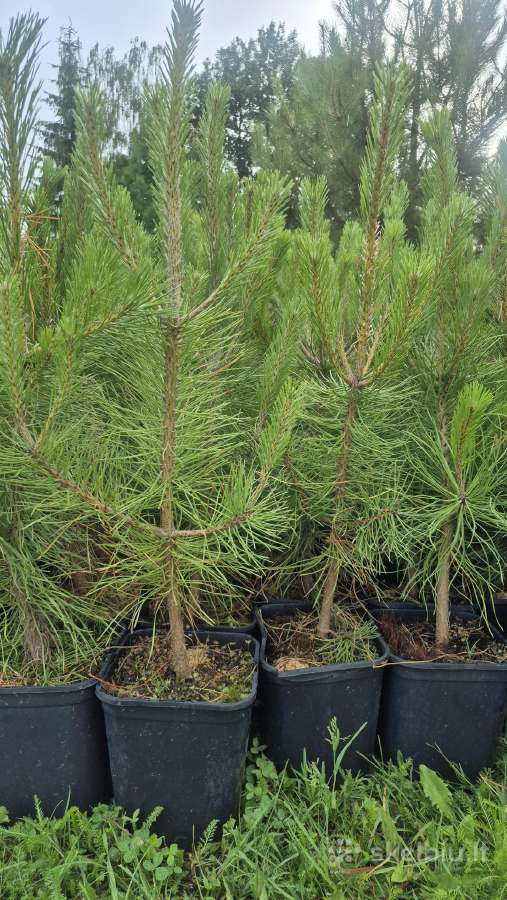 Juodoji pušis ,pinus nigra,nigra nigra
