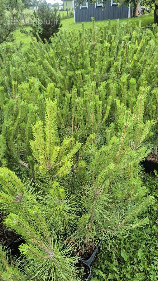 Juodoji pušis ,pinus nigra,nigra nigra - nuotraukos Nr. 2