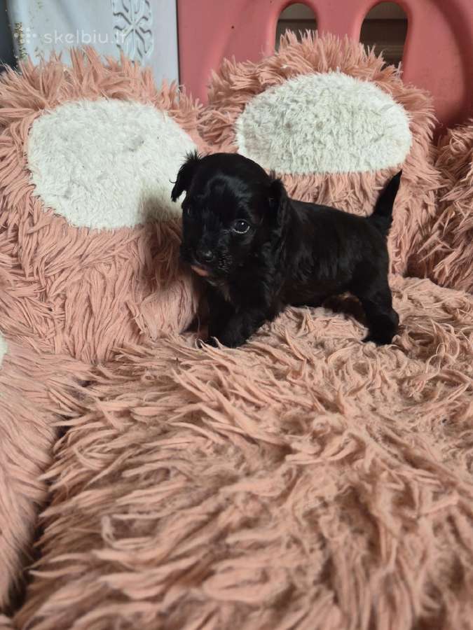 Pomapoo - nuotraukos Nr. 3