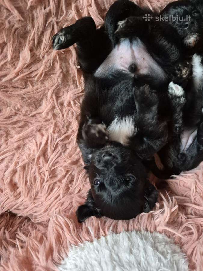 Pomapoo - nuotraukos Nr. 4