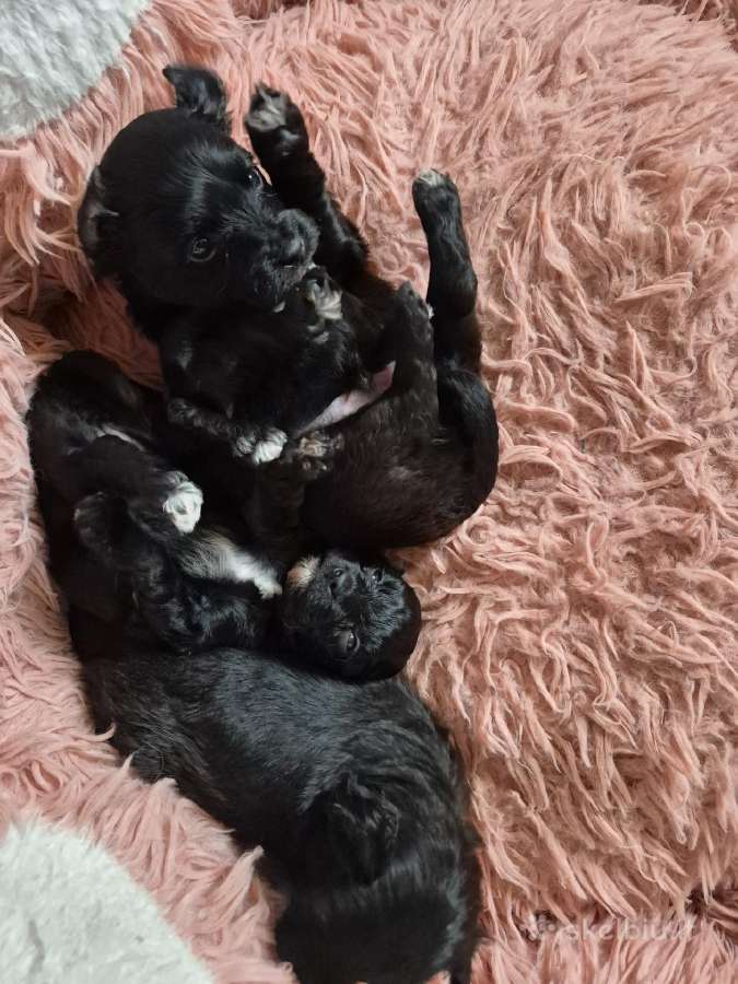 Pomapoo - nuotraukos Nr. 5