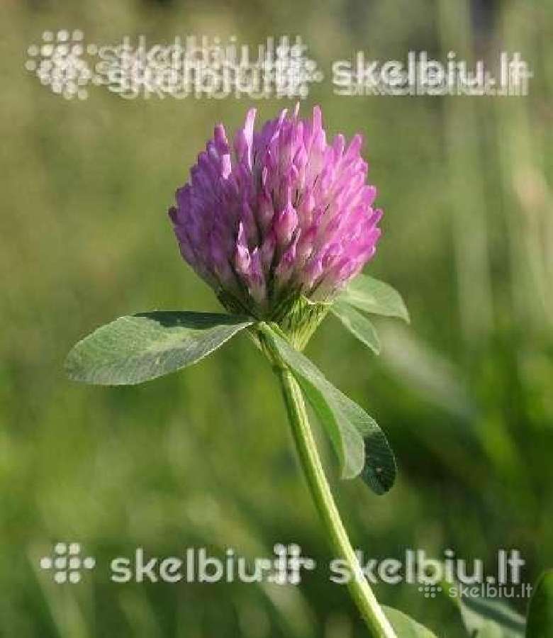 Dobilai, liucerna, motiejukai, svidre, eraicinai