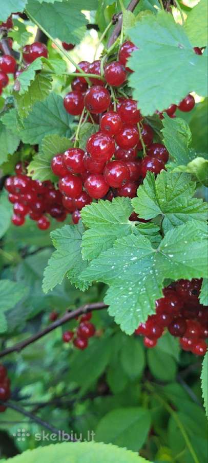 Ekologiški raudonieji serbentai