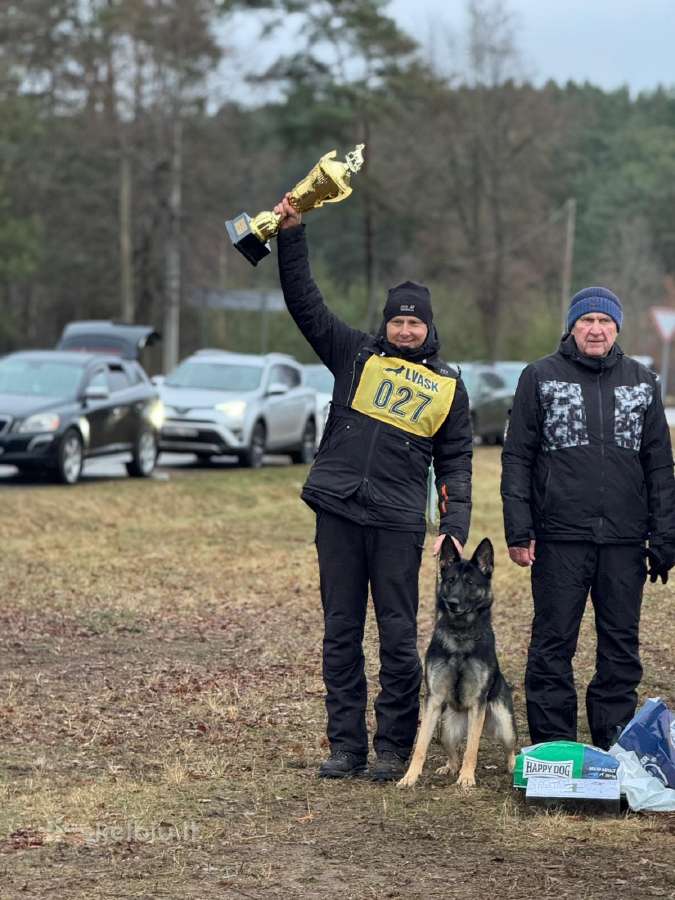 Darbinių linijų aviganiai su kilmės dokumentais - nuotraukos Nr. 13