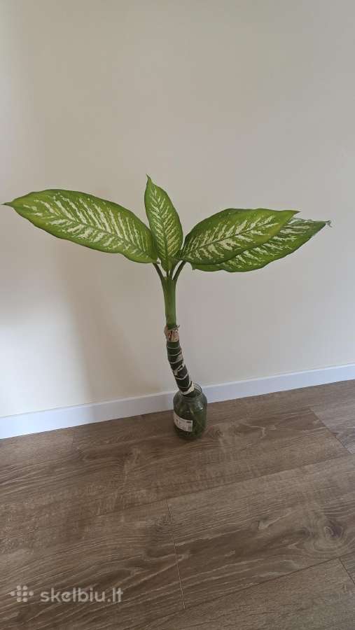 Difenbachija 85 cm