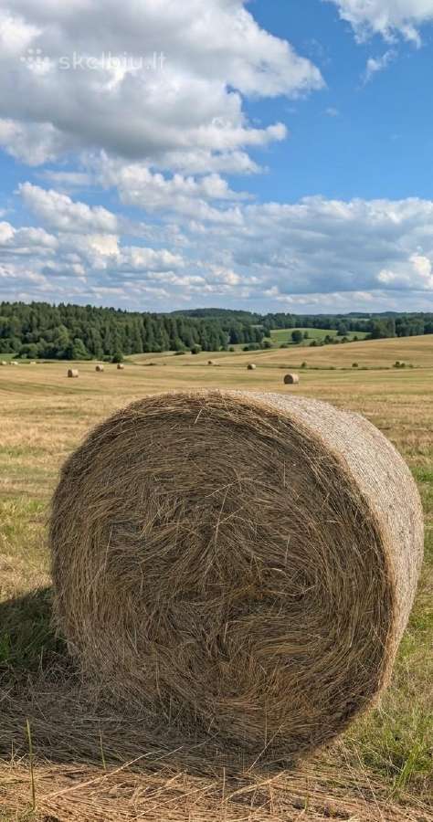 Šienas