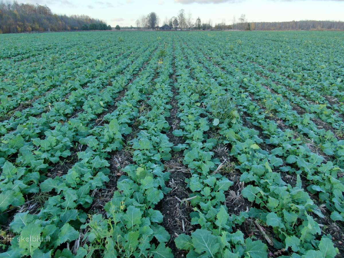 Rapsų sėja (+ Strip-till) - nuotraukos Nr. 3