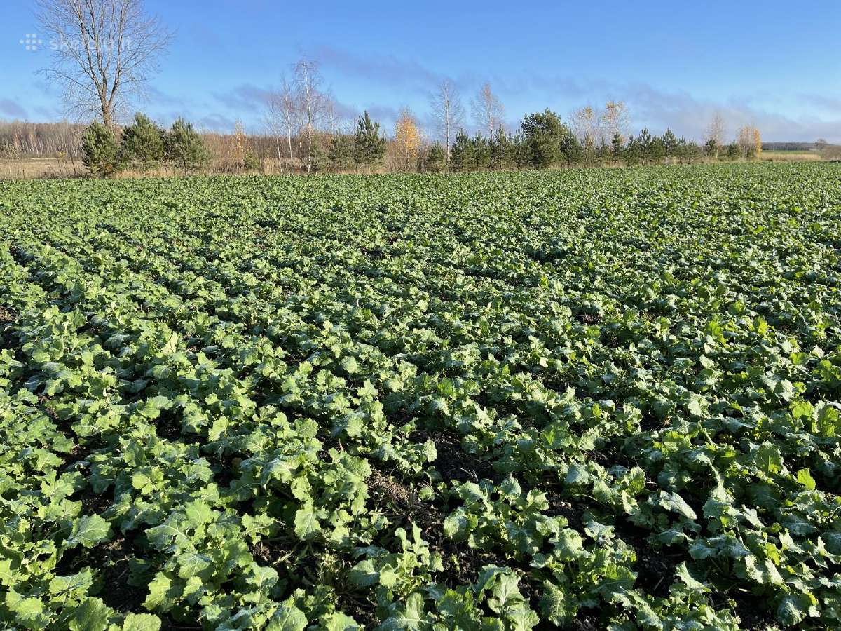 Rapsų sėja (+ Strip-till) - nuotraukos Nr. 5