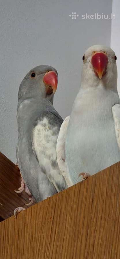2 попугая крамера