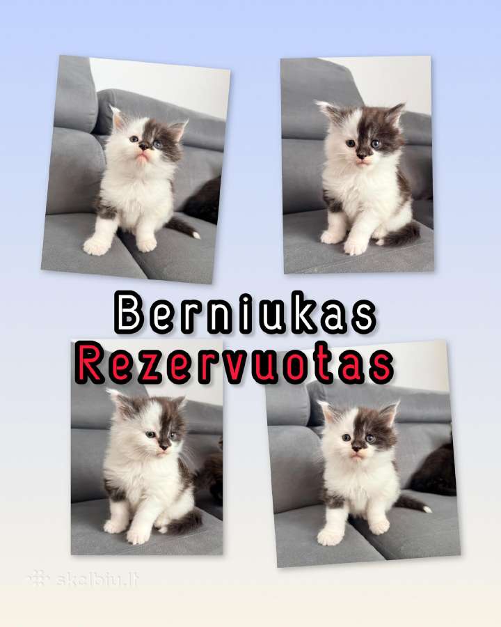 Meino meškėnai su kilmės dokumentais - nuotraukos Nr. 15
