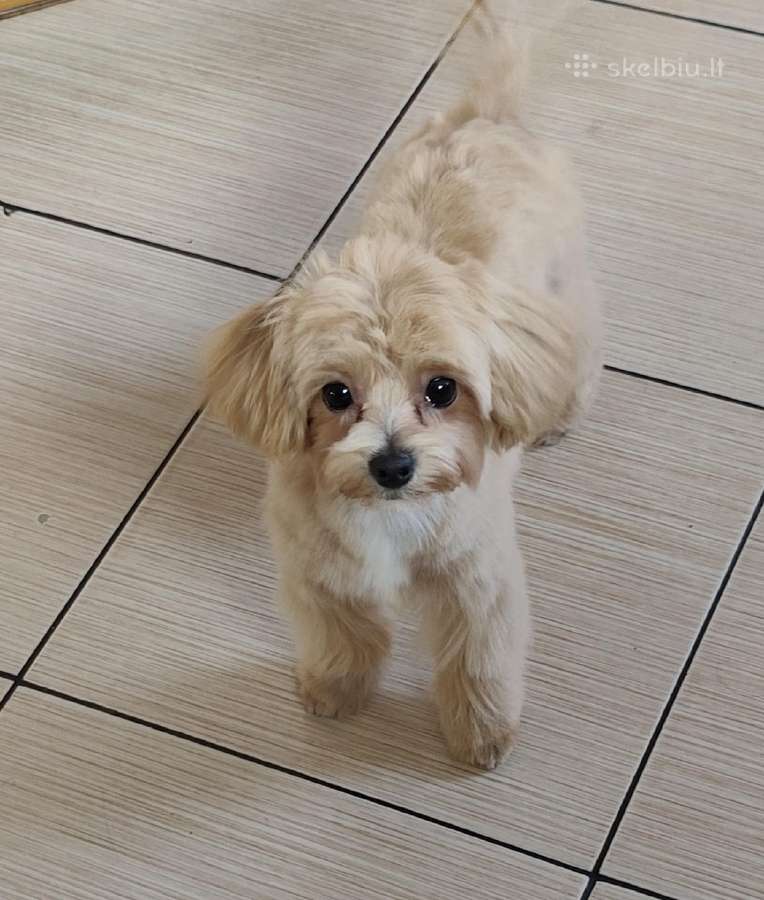 Mini maltipoo - nuotraukos Nr. 2