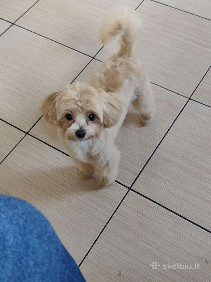Mini maltipoo - nuotraukos Nr. 3
