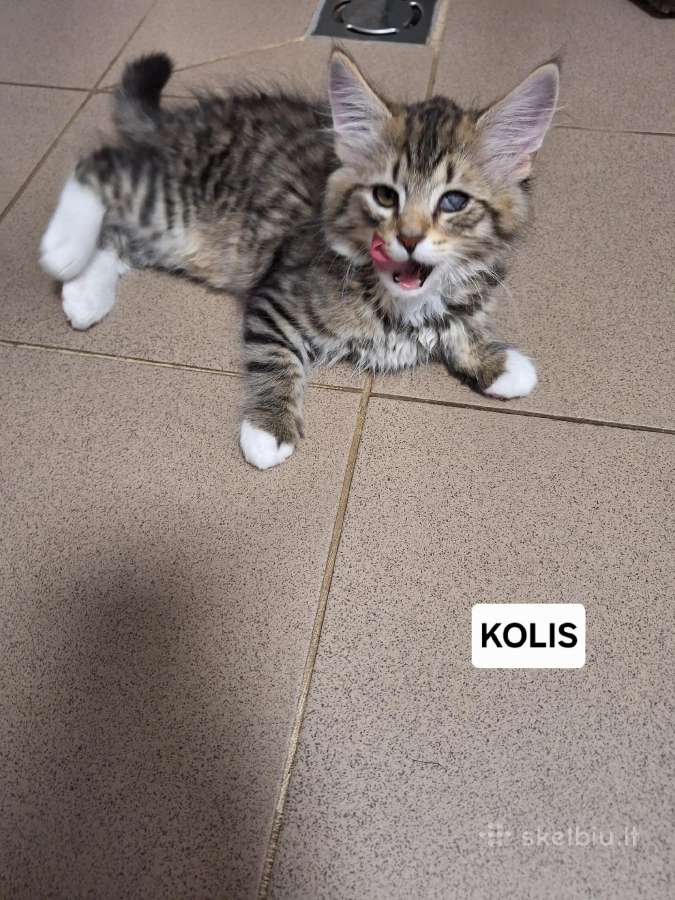 Kačiukai Pepsis ir Kolis ieško namučių