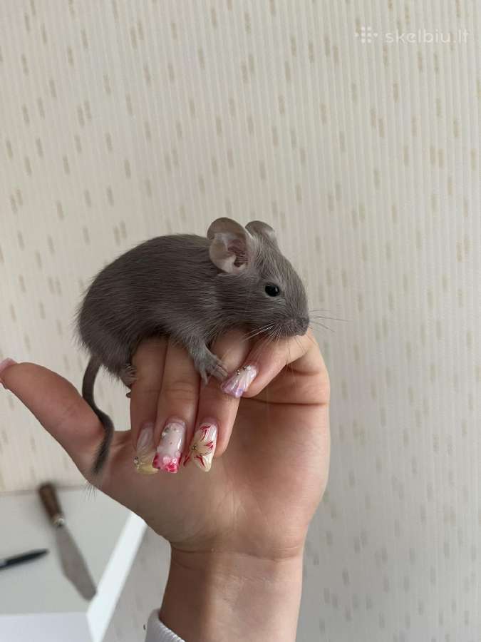 Degu